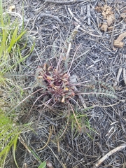 Pedicularis semibarbata