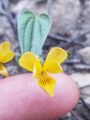 Viola purpurea integrifolia