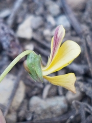 Viola purpurea integrifolia