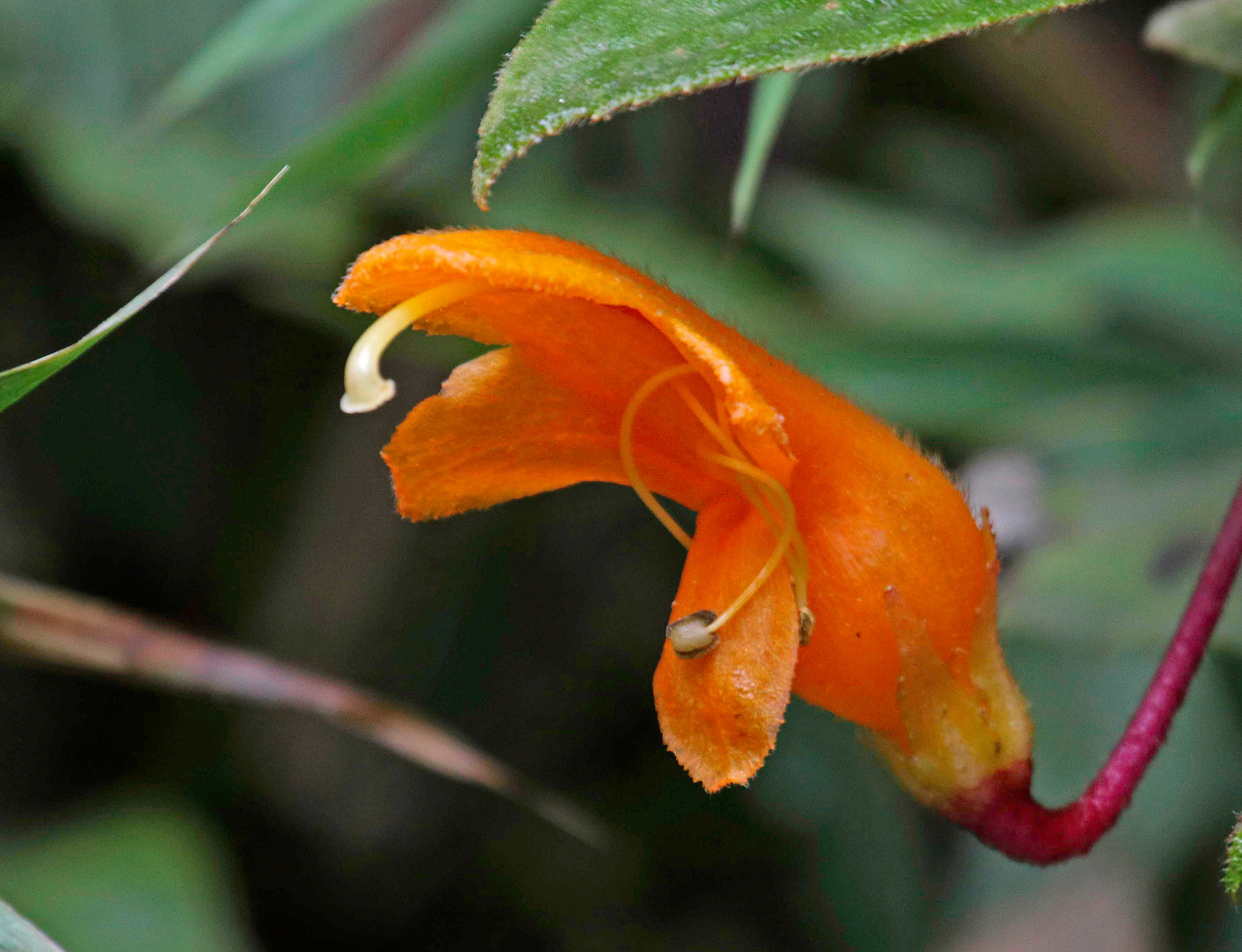 Columnea strigosa