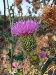Cirsium rhaphilepis