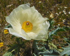 Argemone squarrosa