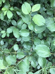 Rhamnus cathartica