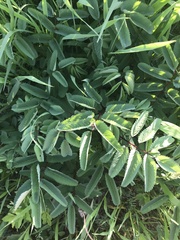 Sanguisorba canadensis