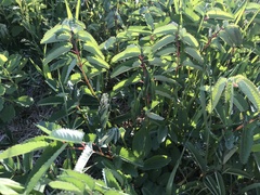 Sanguisorba canadensis