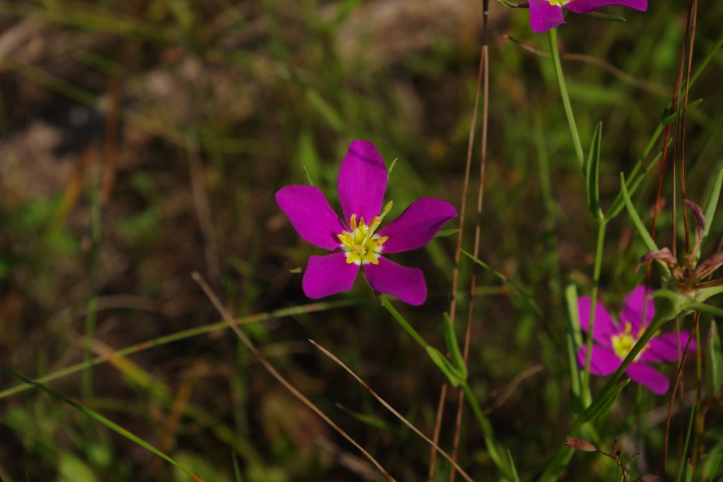 Pelton's rose-gentian