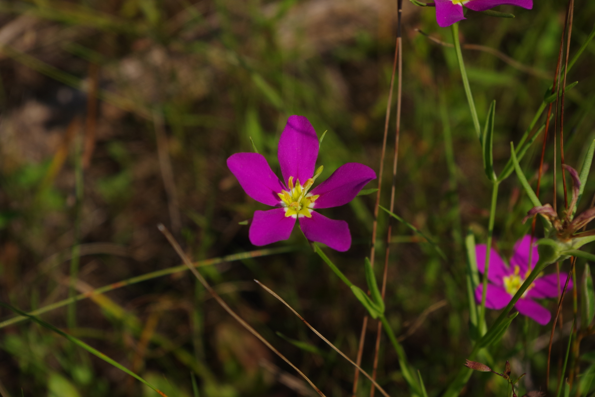 Sabatia arkansana