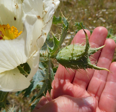 Argemone squarrosa