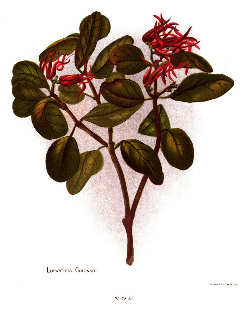 Scarlet mistletoe