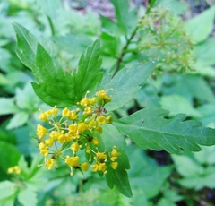 Thaspium barbinode
