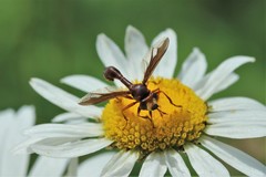 Physocephala burgessi