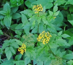 Thaspium barbinode