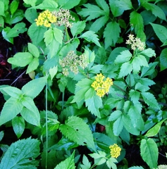 Thaspium barbinode
