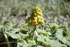 Ibicella lutea