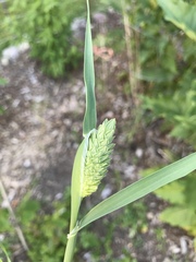 Phalaris caroliniana