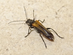 Oedemera simplex