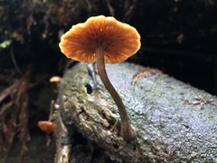 Galerina patagonica