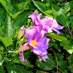Bignonieae