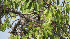 Tyrannus melancholicus