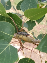 Poecilonota