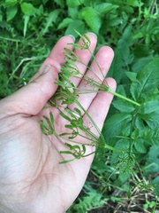 Osmorhiza occidentalis