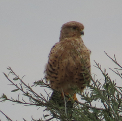 Falco rupicoloides