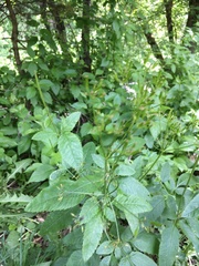 Osmorhiza occidentalis