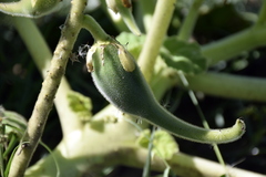 Ibicella lutea