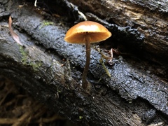 Galerina patagonica