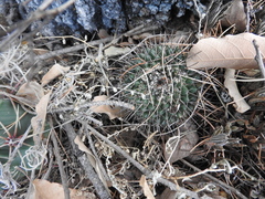 Mammillaria gigantea