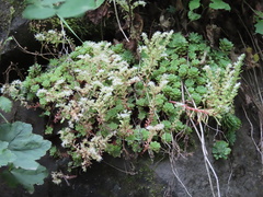 Sedum glaucophyllum