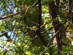 Vireo cassinii