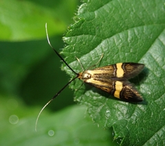Nemophora degeerella