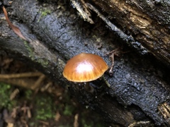 Galerina patagonica