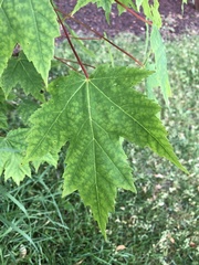 Acer rubrum