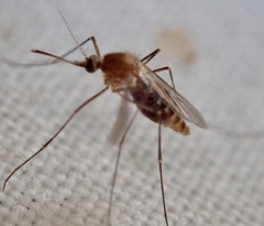 Culex pipiens
