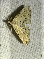 Elophila icciusalis