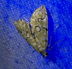 Elophila icciusalis