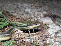 Thamnophis proximus rutiloris