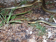 Thamnophis proximus rutiloris