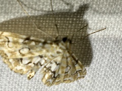 Elophila icciusalis