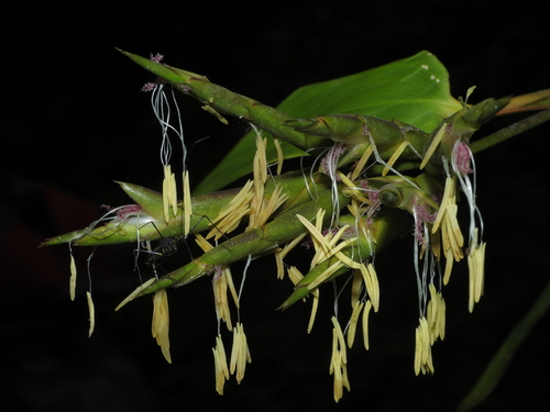 Guadua latifolia