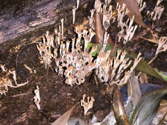 Artomyces austropiperatus