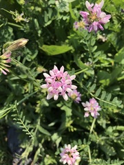 Securigera varia