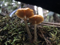 Galerina patagonica