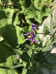 Solanum dulcamara