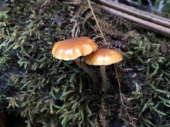 Galerina patagonica