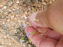 Campanula reverchonii