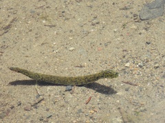 Haemopidae