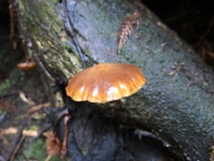 Galerina patagonica